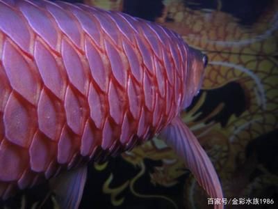 龍魚病了：關于龍魚疾病的研究