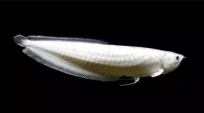 雪龍（白化銀龍）的市場價格如何