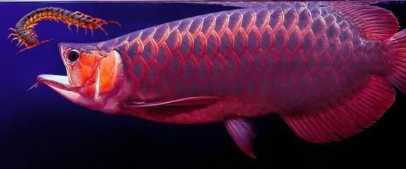 龍魚的寄生蟲病圖片大全：龍魚可能遇到的幾種常見寄生蟲病及其圖片，養殖者應定期檢查