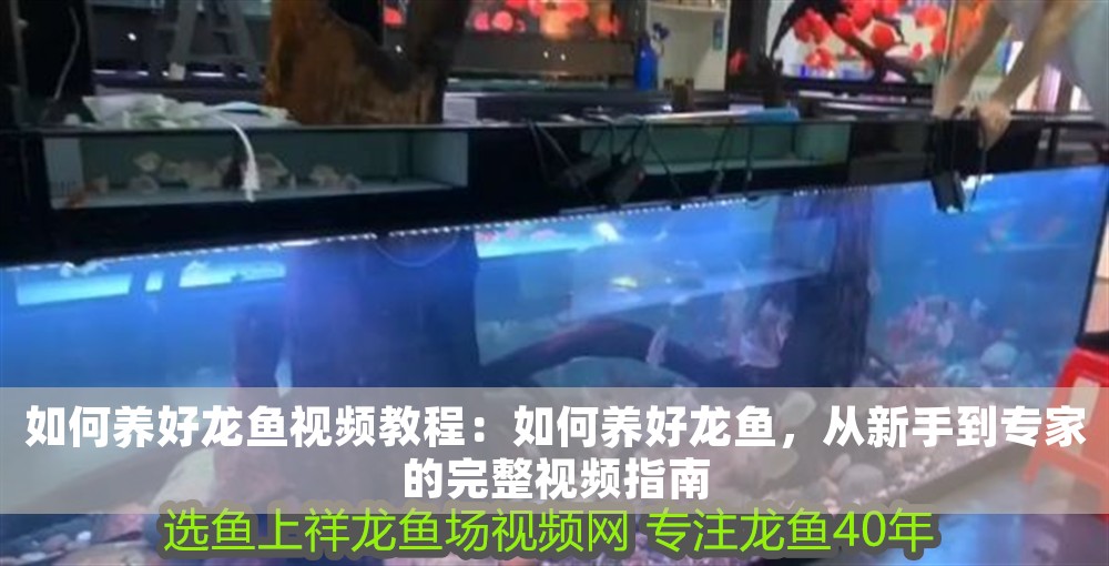 如何養好龍魚視頻教程：如何養好龍魚，從新手到專家的完整視頻指南