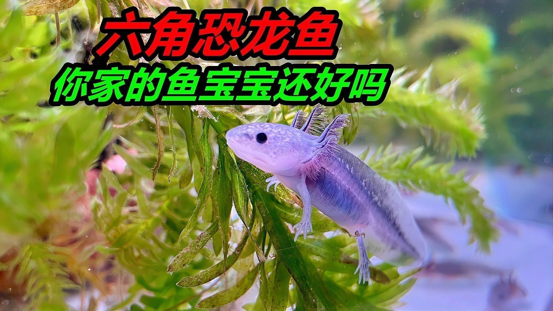 恐龍魚品種大全圖片欣賞圖