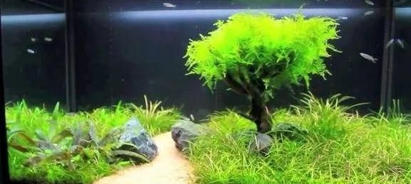 龍魚缸中放水草有哪些注意事項