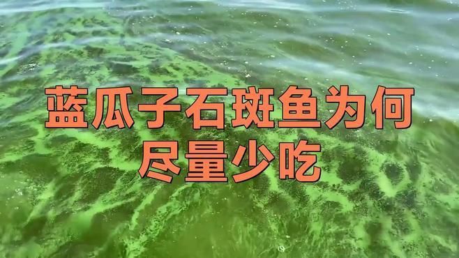 藍寶石魚盡量少吃的原因