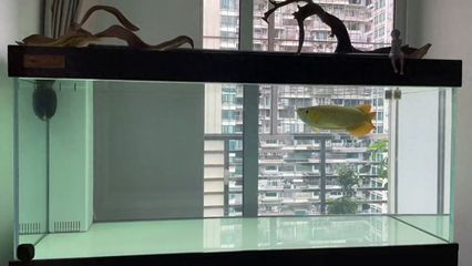 龍魚打包麻藥多久能恢復（龍魚打包麻藥后恢復時間因個體差異、麻醉方式和魚的狀態而異）