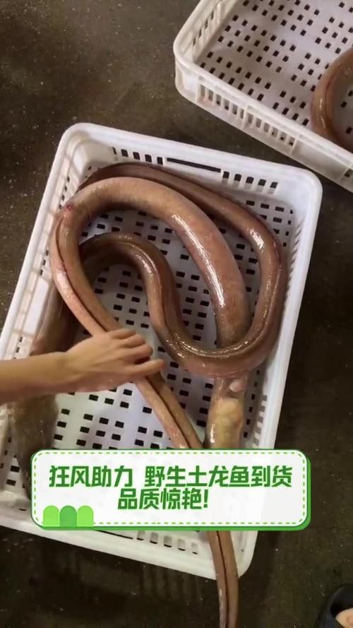 淡水土龍魚圖片大全