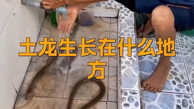 淡水土龍魚圖片大全
