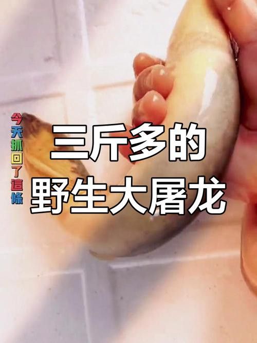 淡水土龍魚圖片大全
