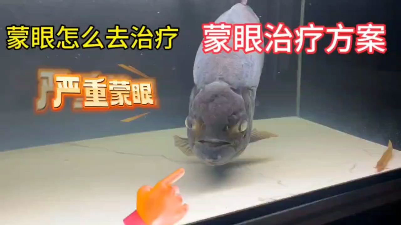 金龍魚多長發色正常：金龍魚的發色時間因個體差異、品種、血統等因素有所不同 金龍魚多長發色正常：金龍魚的發色時間因個體差異、品種、血統等因素有所不同 龍魚百科