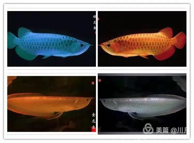 銀龍魚尾巴爛了可以再長嗎圖片