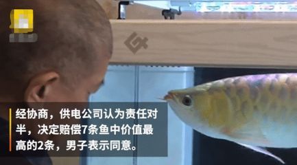 家里養的金龍魚死了,有什么寓意嗎【關于金龍魚死亡的幾個問題】
