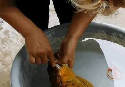 家里養的金龍魚死了,有什么寓意嗎【關于金龍魚死亡的幾個問題】