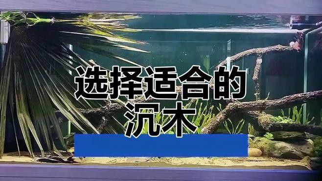 龍魚缸沉木材質(zhì)有哪些選擇？