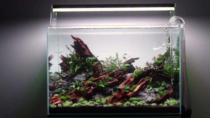 龍魚缸沉木材質(zhì)有哪些選擇？