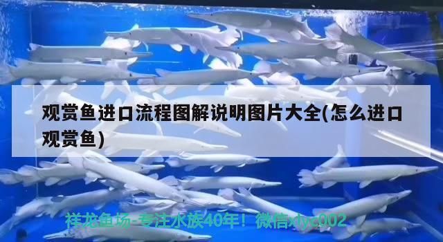 龍魚出口臺灣的時間表圖片：龍魚出口臺灣時間表顯示，龍魚出口臺灣的時間表圖片