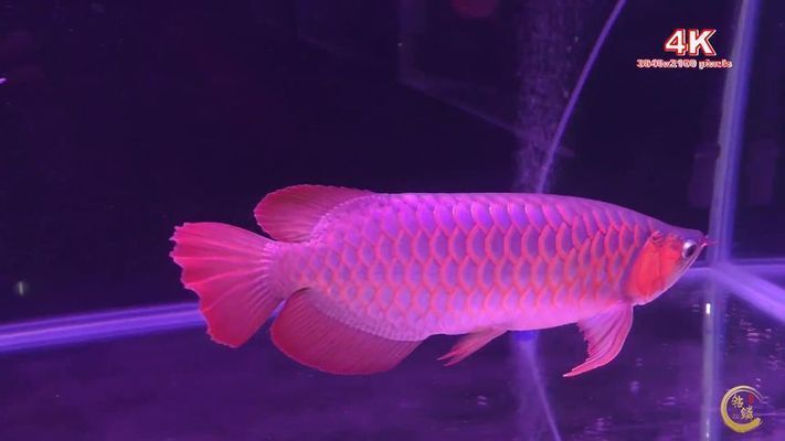 龍魚出口臺灣的時間表圖片：龍魚出口臺灣時間表顯示，龍魚出口臺灣的時間表圖片