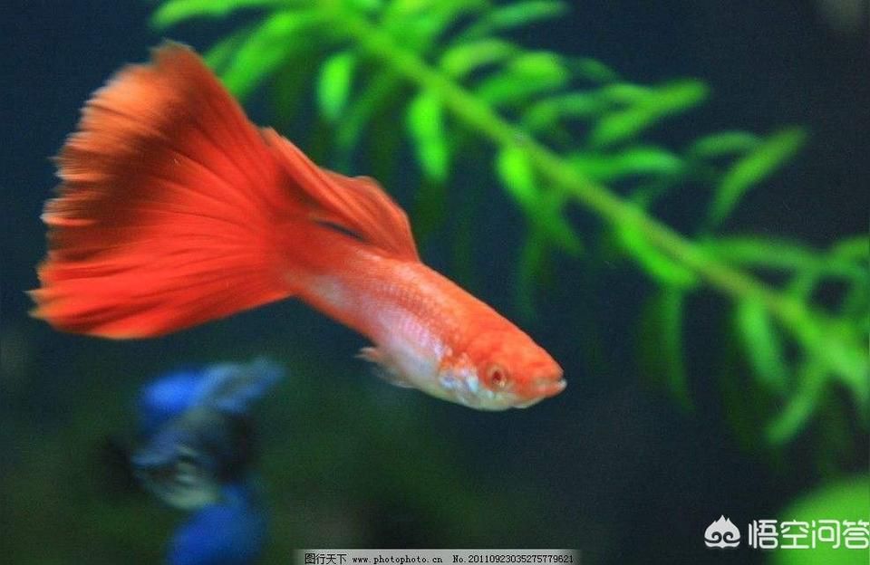 孔雀魚白子什么意思 孔雀魚白子什么意思 龍魚百科