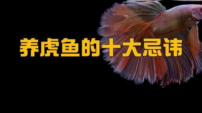 老虎魚十大忌諱食物