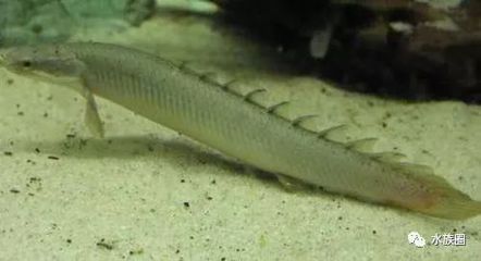 恐龍魚價錢（恐龍魚價格因品種、大小、年齡和健康狀況等因素差異）