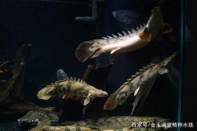 恐龍魚價錢（恐龍魚價格因品種、大小、年齡和健康狀況等因素差異）