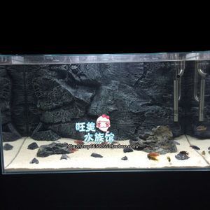 金龍魚魚缸背景圖：如何設計金龍魚魚缸背景圖