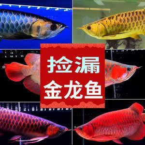 紅龍魚批發市場電話多少（紅龍魚批發市場電話聯系方式） 紅龍魚批發市場電話多少（紅龍魚批發市場電話聯系方式） 龍魚百科 第4張