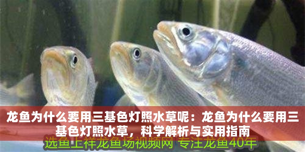 龍魚為什么要用三基色燈照水草呢：龍魚為什么要用三基色燈照水草，科學解析與實用指南