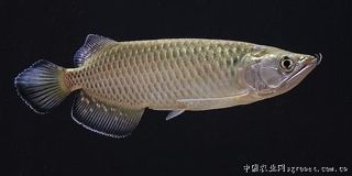 金龍魚成魚多長時間長大：金龍魚作為一種觀賞魚其成長過程需要較長時間