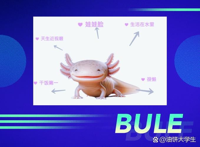 六角恐龍魚的圖片大全