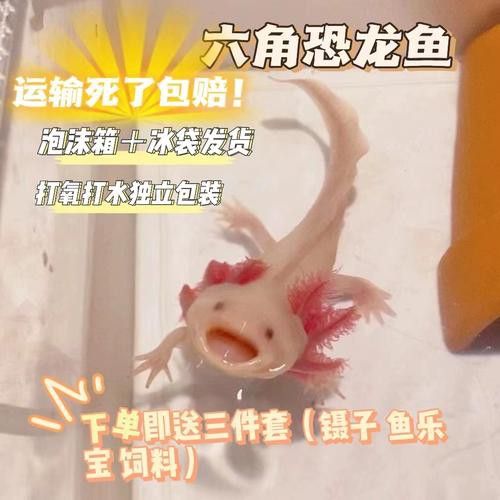 六角恐龍魚的圖片大全