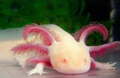 六角恐龍魚的圖片大全