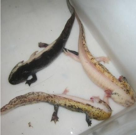 六角恐龍魚的圖片大全