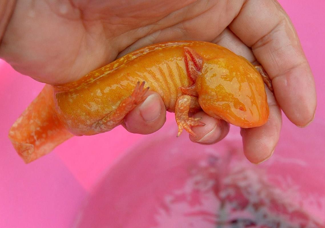 六角恐龍魚的圖片大全