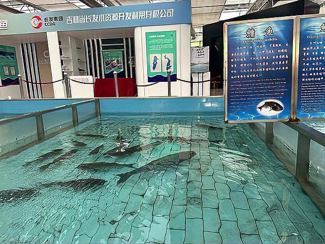 六角恐龍魚的圖片大全
