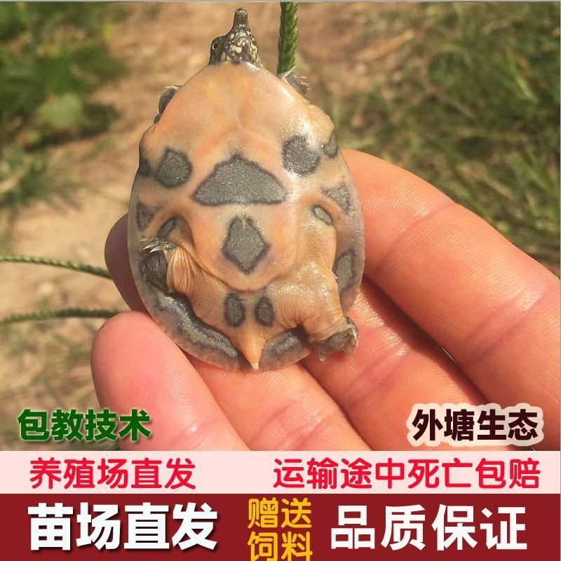 龍魚配什么龜：適合與龍魚混養的龜類