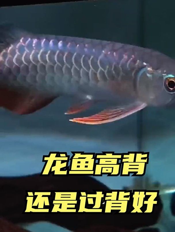 古典龍魚和過背哪個好