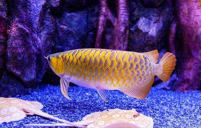 龍魚吃得肚子鼓：龍魚的肚子鼓起可能是由多種原因引起