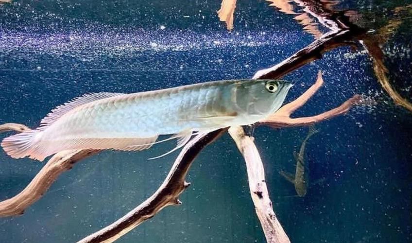 給我推薦一些適合初學(xué)者的龍魚(yú)品種