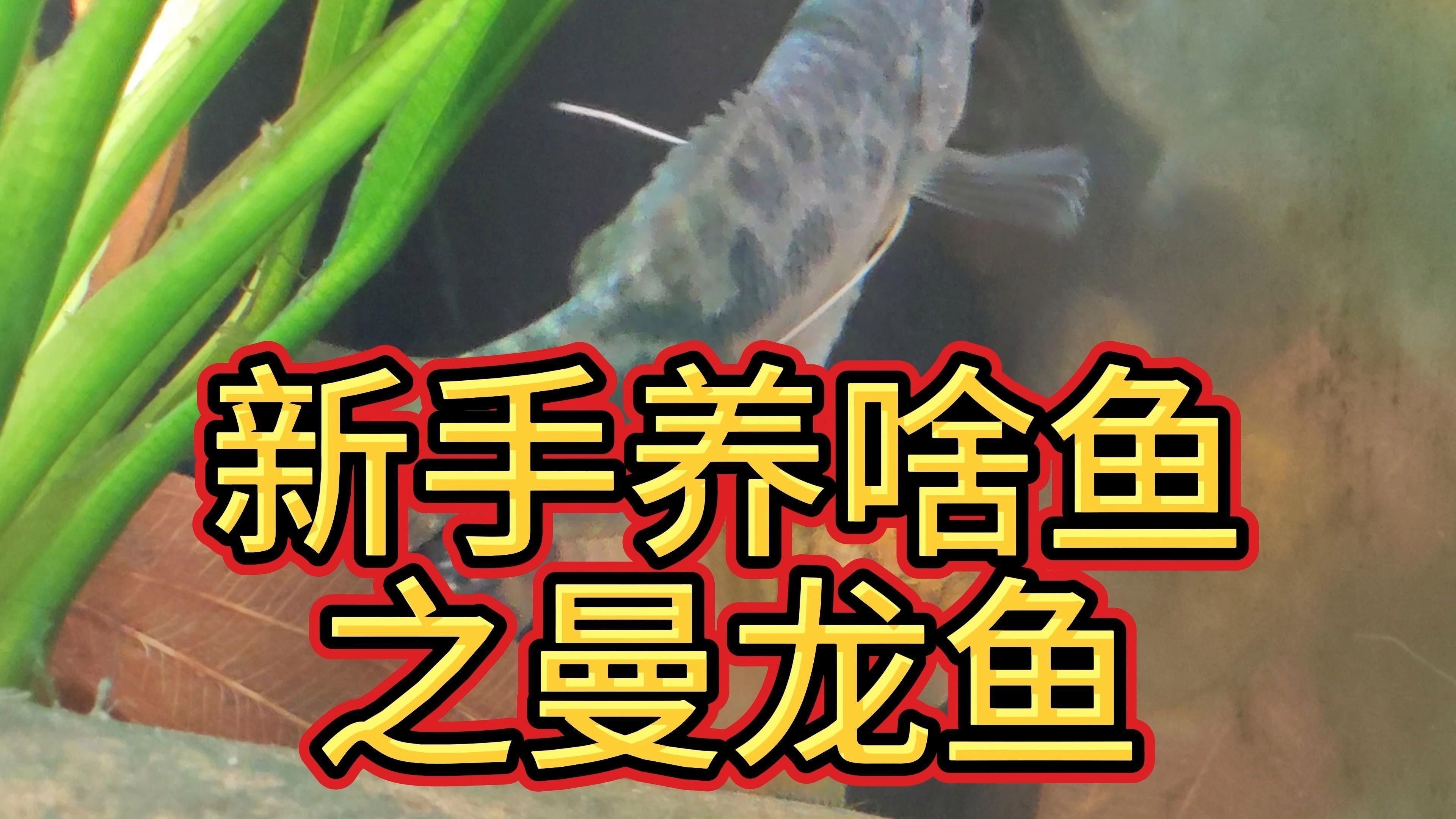 給我推薦一些適合初學(xué)者的龍魚(yú)品種