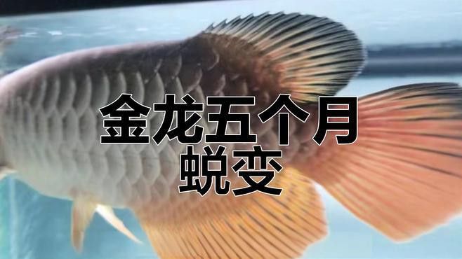 金龍魚成長觀察記錄視頻 金龍魚成長觀察記錄視頻 龍魚百科 第2張