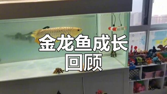 金龍魚成長觀察記錄視頻 金龍魚成長觀察記錄視頻 龍魚百科 第1張