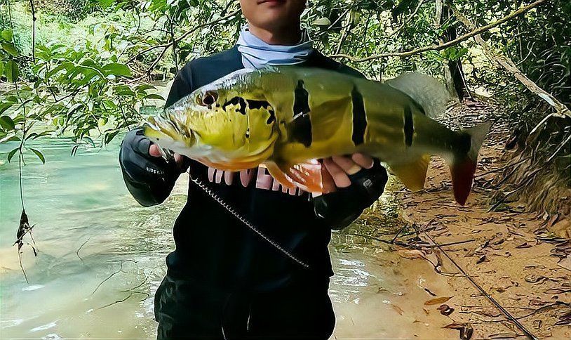 孔雀鱸是眼點麗魚