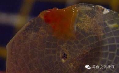 龍魚疾病圖解大全及治療：龍魚常見疾病及其圖解 龍魚疾病圖解大全及治療：龍魚常見疾病及其圖解 龍魚百科 第3張
