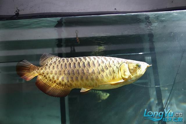 龍魚配什么魚比較上檔次：選擇與龍魚混養的魚類時需要考慮多個因素，幫助您選擇最適合的配魚