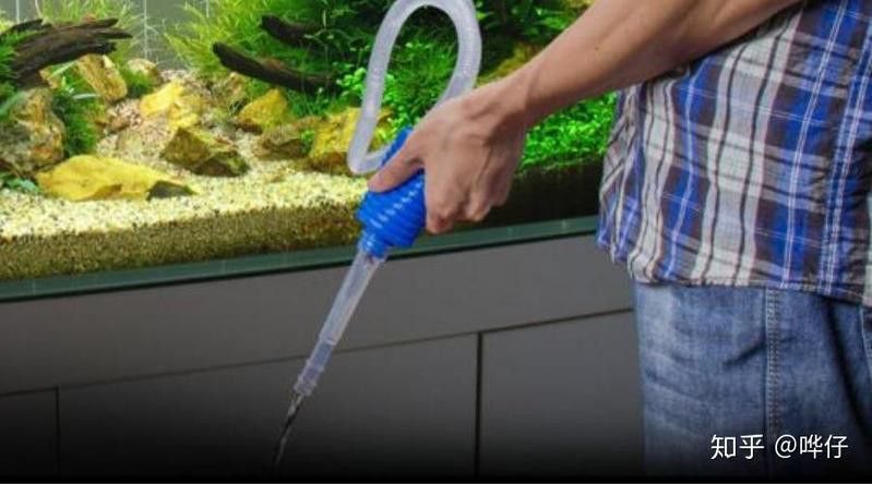 六角龍魚換水后需要注意什么？ 六角龍魚換水后需要注意什么？ 龍魚百科 第5張