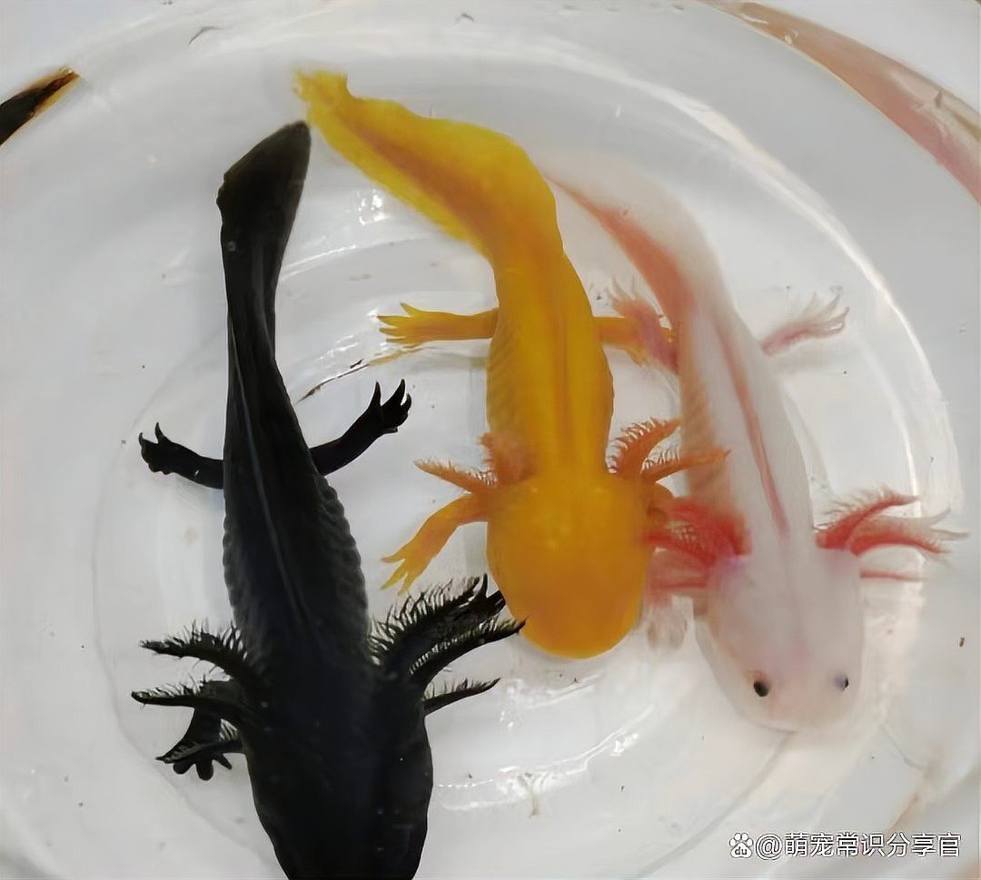 六角龍魚換水后需要注意什么？ 六角龍魚換水后需要注意什么？ 龍魚百科 第10張