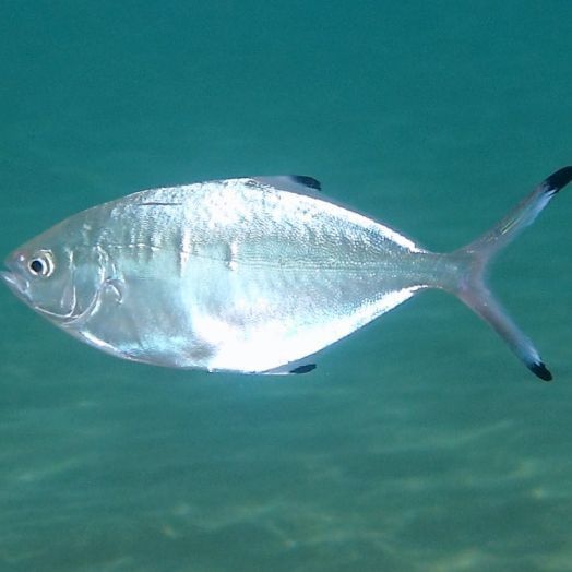 金鰭鯧魚被國家禁養(yǎng)了 龍魚百科 第1張 金鰭鯧魚被國家禁養(yǎng)了 金鰭鯧魚被國家禁養(yǎng)了 龍魚百科 第1張