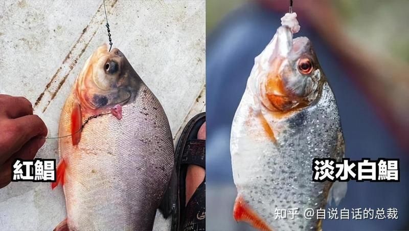 金鰭鯧魚被國家禁養(yǎng)了 龍魚百科 第8張 金鰭鯧魚被國家禁養(yǎng)了 金鰭鯧魚被國家禁養(yǎng)了 龍魚百科 第8張