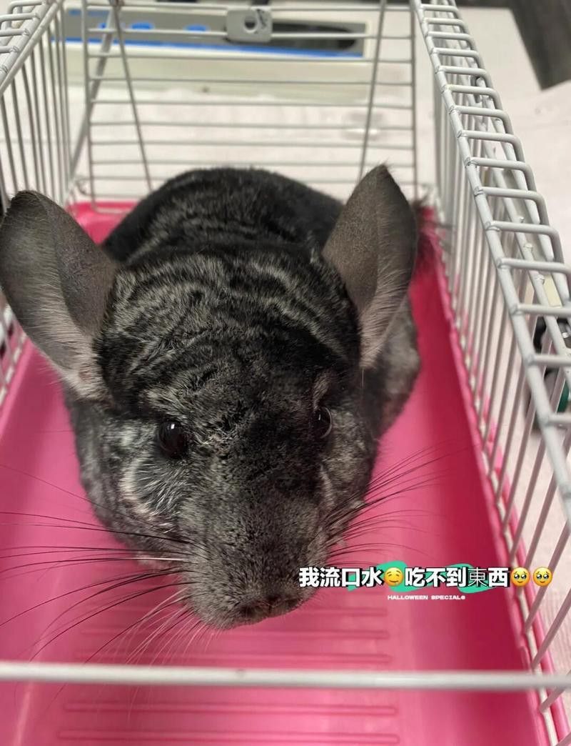 龍貓流口水可能是什么原因 龍貓流口水可能是什么原因 龍魚百科 第5張