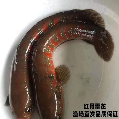 珍珠赤雷龍的市場價格是多少？ 珍珠赤雷龍的市場價格是多少？ 龍魚百科 第3張
