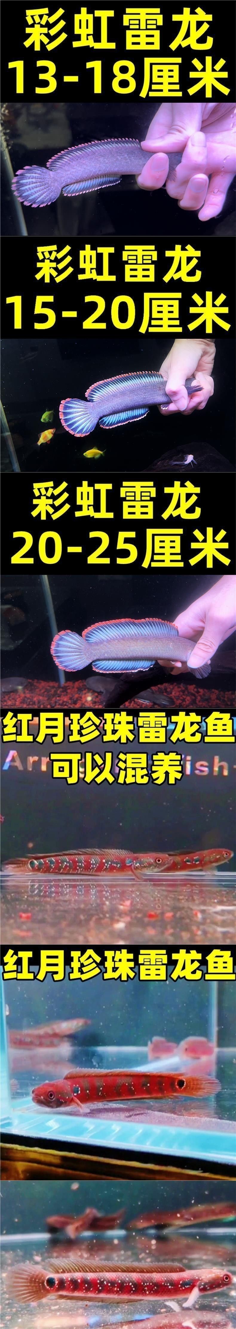 珍珠赤雷龍的市場價格是多少？ 珍珠赤雷龍的市場價格是多少？ 龍魚百科 第7張